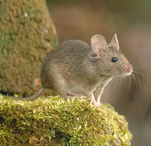 Mice Control Knottingley