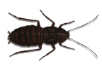 Cockroach Control Knottingley