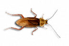 Cockroach Control Castleford