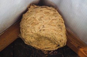 How to Deal With a Wasp Nest in Leeds