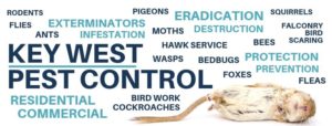 Key west pest Control leeds