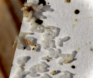 Say Goodbye to Bed Bugs in Dewsbury