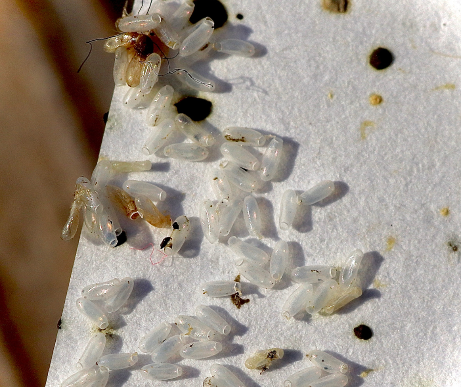 Understanding Bedbugs in Halifax