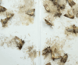 Affordable Carpet Moth Removal Pudsey