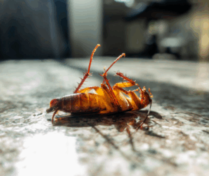 Cockroach control leeds