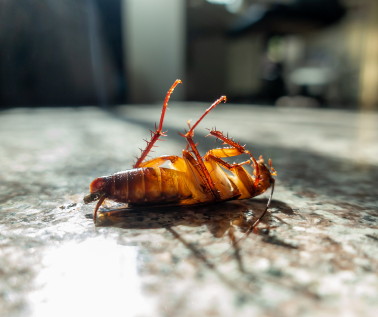 Cockroach control leeds