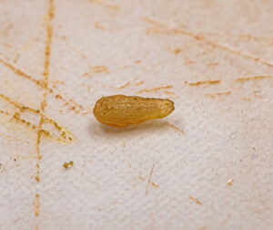 Trusted Pest Control You Can Rely On