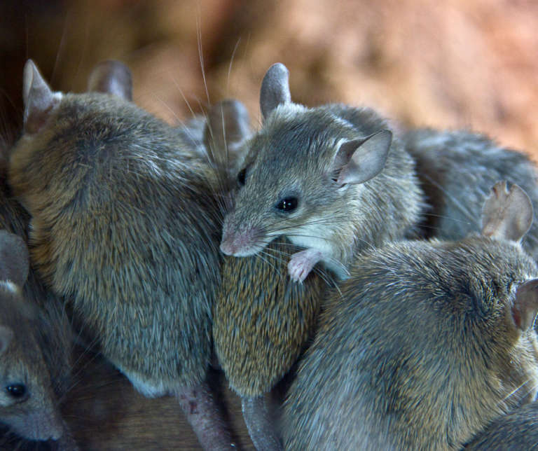 Mice Control Leeds