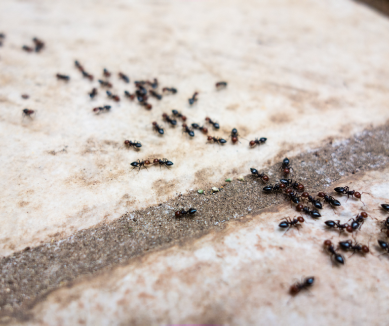 Ant Control Wakefield