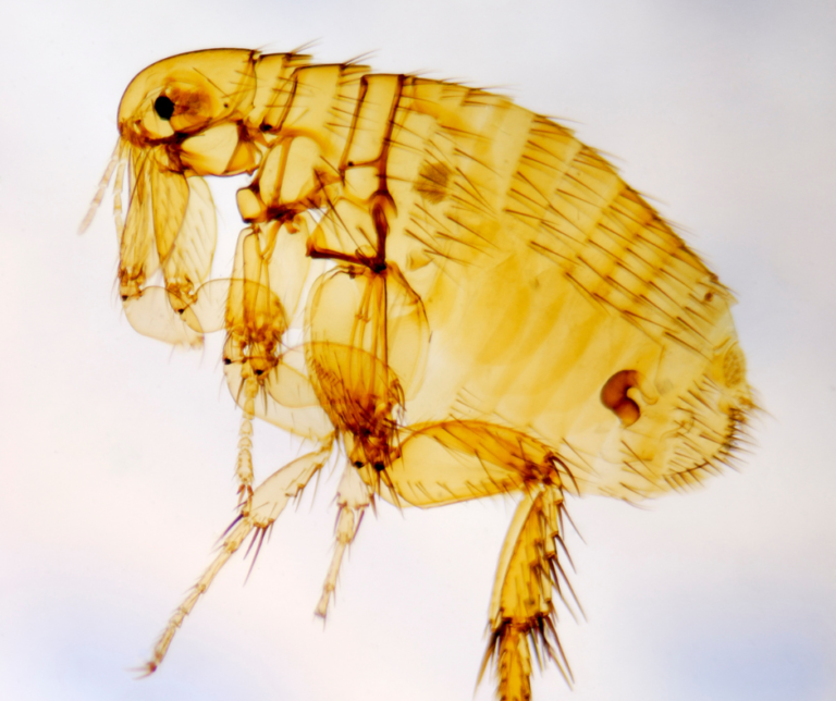 Flea Control Leeds