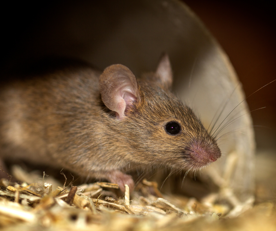 Expert Rat Control in Leeds