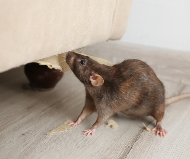 Rat Control Leeds
