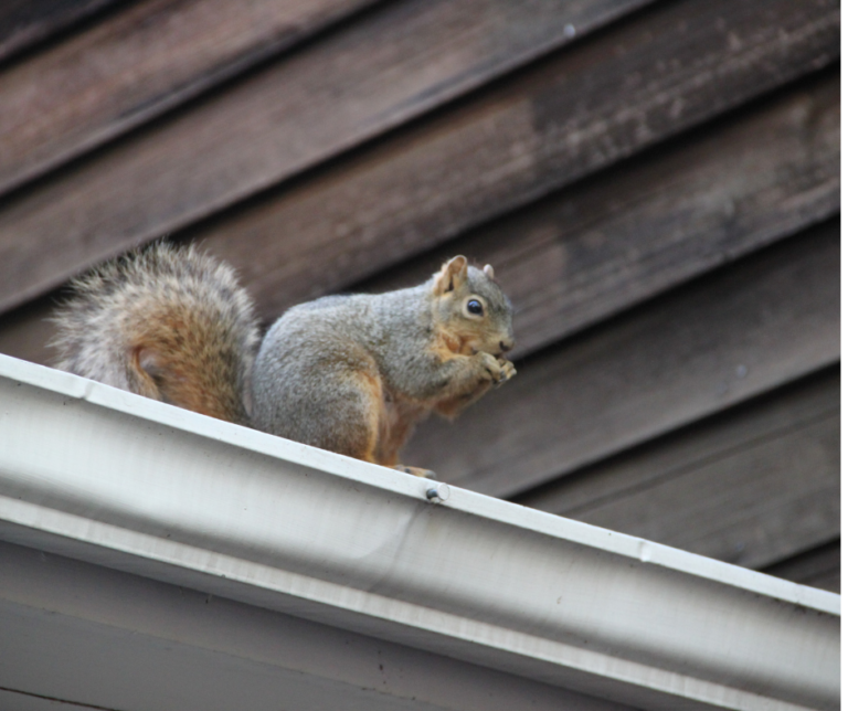 Squirrel control leeds