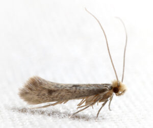 Professional Carpet Moth Control Pudsey