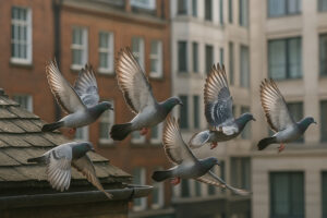 Pigeon Control & Deterrents in Pudsey